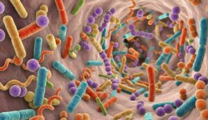 bacterias en un ecosistema equilibrado, lo que sirve como un poderoso contraste visual para explicar el concepto de disbiosis y la pérdida de biodiversidad microbiana en la EII.